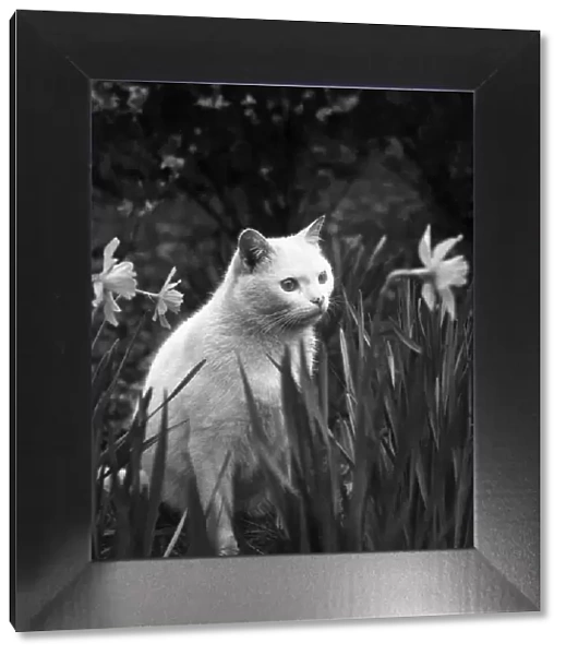 Cat sitting in gardens. Circa 1974. P006154