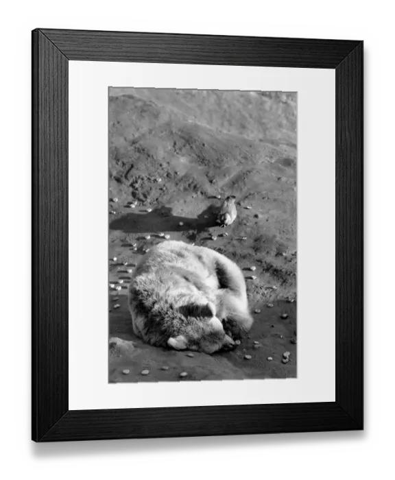 Framed Print : Animals: London Zoo: Polar Bear. January 1977 77-00026-005 Framed Print : Animals: London Zoo: Polar Bear. January 1977 77-00026-005