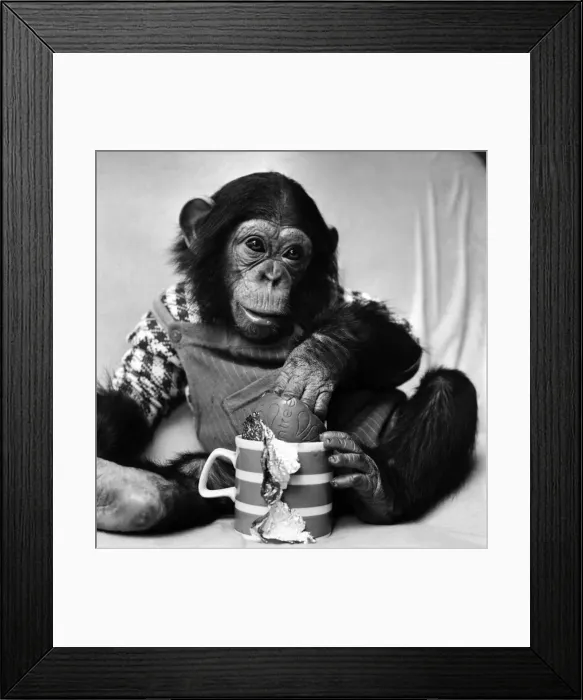 Framed Print : Animals: Cute: Chimp. March 1975 75-01526-002 Framed Print : Animals: Cute: Chimp. March 1975 75-01526-002