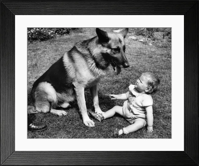 Framed Print : My, what a big tongue you have got!'says little Lorriane Smith