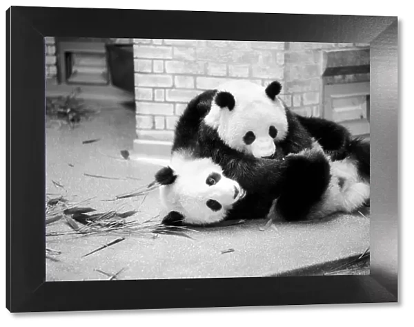 Bears: Cute: Panda s: Ching-Ching and Chia-Chia frolicking at London Zoo