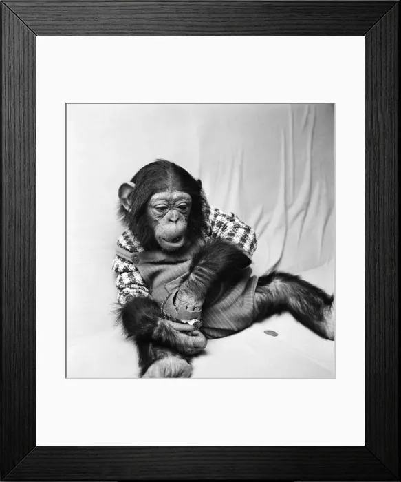 Framed Print : Animals: Cute: Chimp. March 1975 75-01526-007 Framed Print : Animals: Cute: Chimp. March 1975 75-01526-007