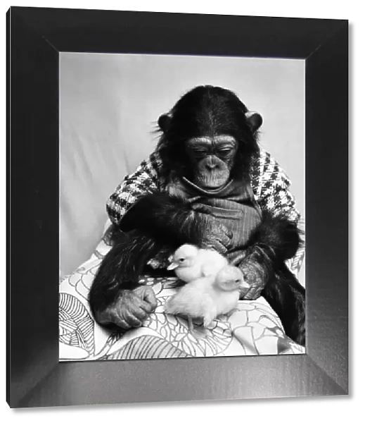 Animals: Cute: Chimp. March 1975 75-01526-011