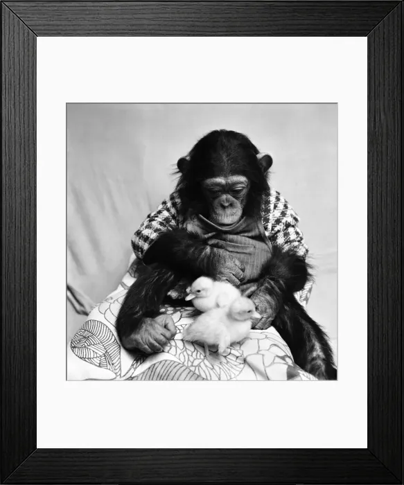Framed Print : Animals: Cute: Chimp. March 1975 75-01526-011 Framed Print : Animals: Cute: Chimp. March 1975 75-01526-011