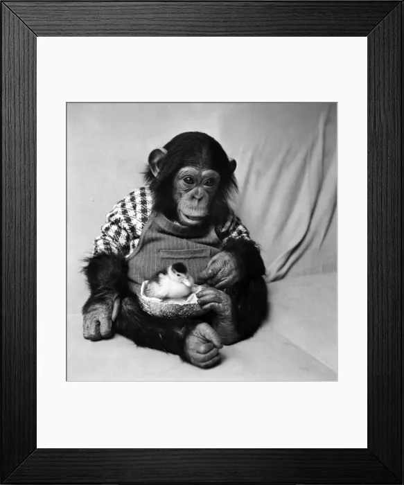 Framed Print : Animals: Cute: Chimp. March 1975 75-01526-006 Framed Print : Animals: Cute: Chimp. March 1975 75-01526-006