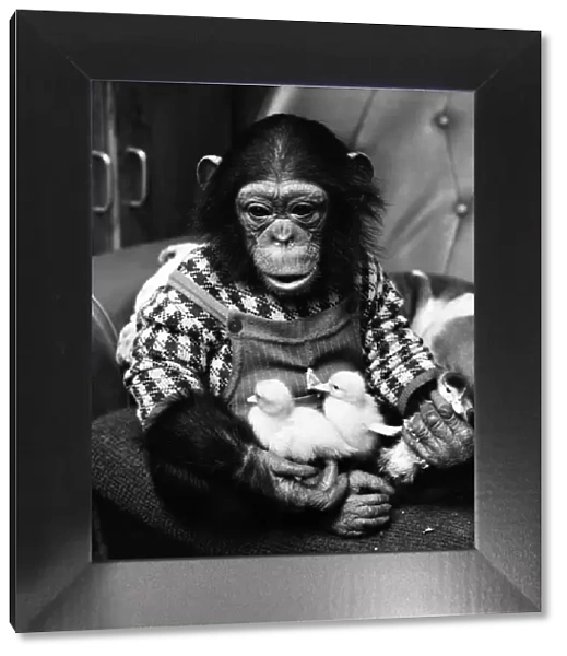 Animals: Cute: Chimp. March 1975 75-01526-015