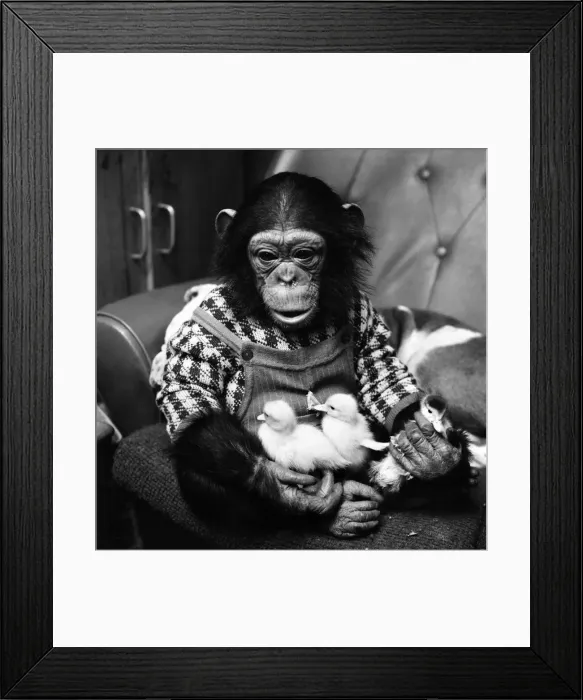 Framed Print : Animals: Cute: Chimp. March 1975 75-01526-015 Framed Print : Animals: Cute: Chimp. March 1975 75-01526-015