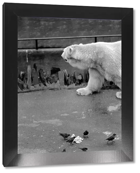 Animals. London Zoo. January 1976 76-00002-016