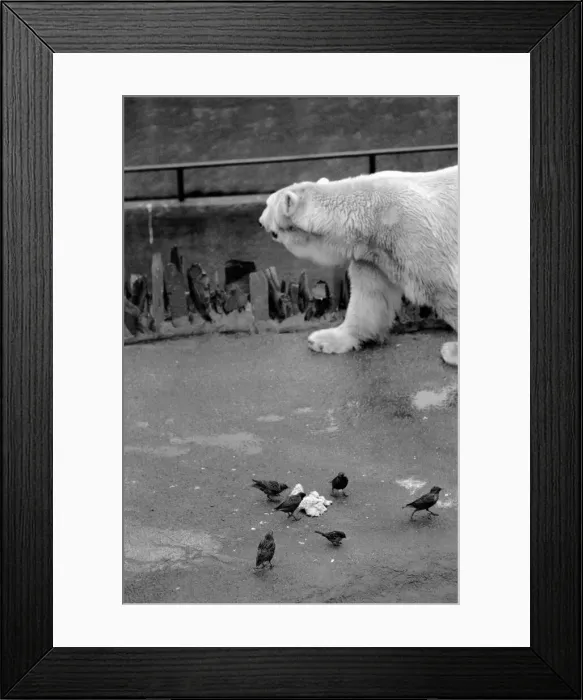 Framed Print : Animals. London Zoo. January 1976 76-00002-016