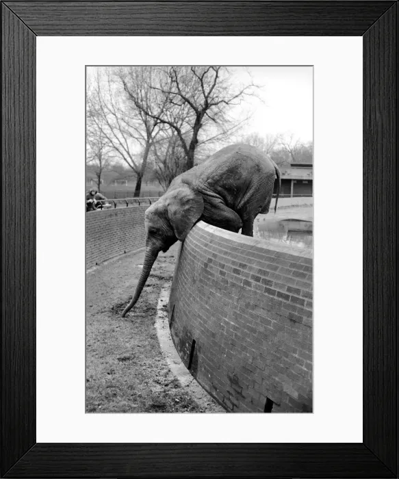 Framed Print : Animals. London Zoo: Elephant. January 1976 76-00002-018 Framed Print : Animals. London Zoo: Elephant. January 1976 76-00002-018