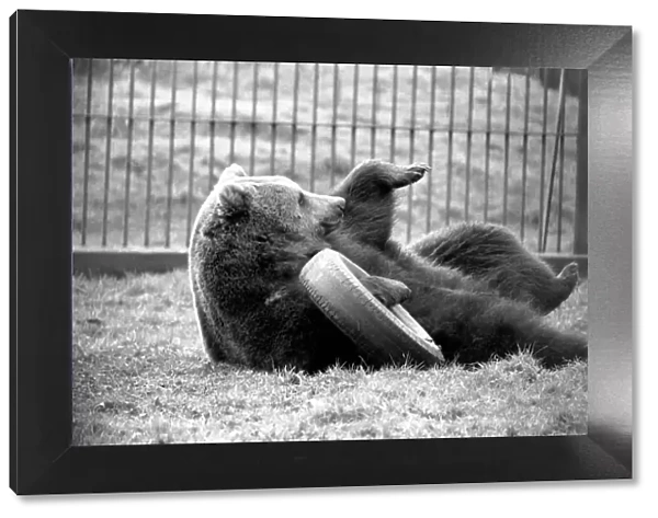 Whipsnade Zoo. Brown Bears. March 1975 75-01658-016