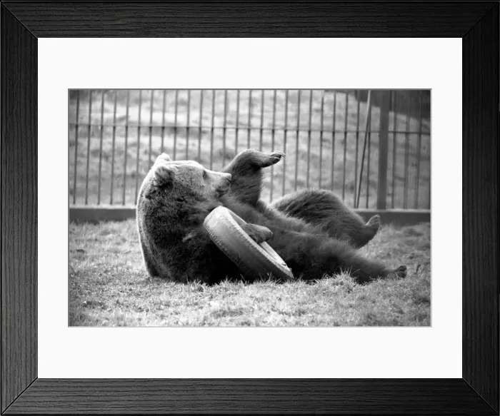 Framed Print : Whipsnade Zoo. Brown Bears. March 1975 75-01658-016 Framed Print : Whipsnade Zoo. Brown Bears. March 1975 75-01658-016