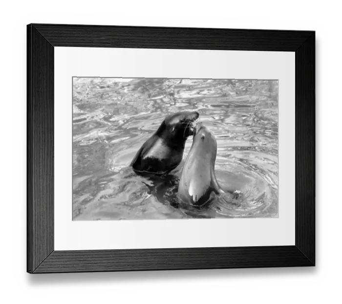 Framed Print : Animals: London Zoo: Sea Lion. January 1977 77-00026-004 Framed Print : Animals: London Zoo: Sea Lion. January 1977 77-00026-004