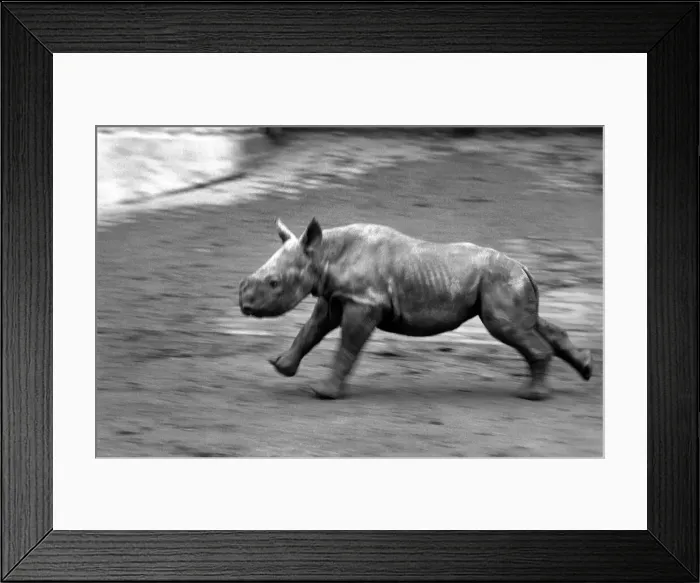 Framed Print : Animals. London Zoo: Rhino. January 1976 76-00002-026 Framed Print : Animals. London Zoo: Rhino. January 1976 76-00002-026