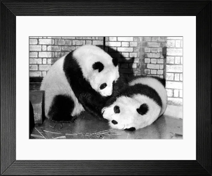 Framed Print : Bears: Cute: Panda s: Ching-Ching and Chia-Chia frolicking at London Zoo Framed Print : Bears: Cute: Panda s: Ching-Ching and Chia-Chia frolicking at London Zoo