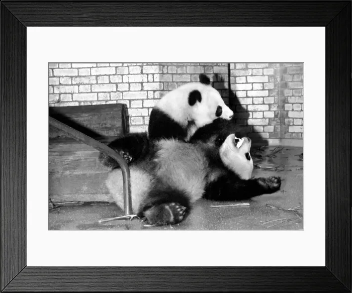 Framed Print : Bears: Cute: Panda s: Ching-Ching and Chia-Chia frolicking at London Zoo