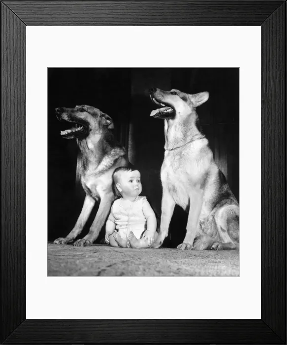 Framed Print : Animals-Children and dogs. March 1963 P006069