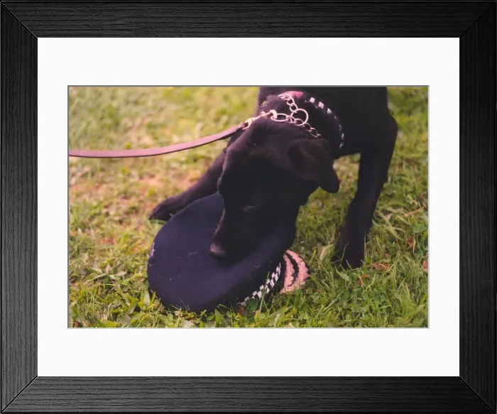 Framed Print : New recruit police dog Jet gets to grips with his handlers hat Framed Print : New recruit police dog Jet gets to grips with his handlers hat