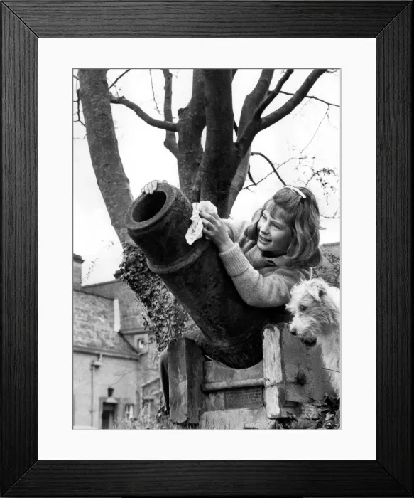 Framed Print : The little girl polishes up a piece of history. The ancient cannon on which 10 year old Framed Print : The little girl polishes up a piece of history. The ancient cannon on which 10 year old