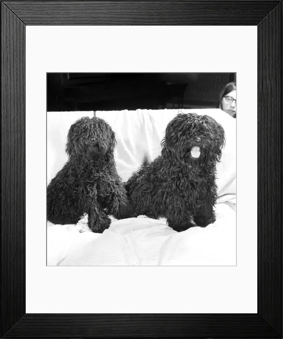 Framed Print : You are looking at two Pulis - Hungarian sheepdogs who will be making an appearance Framed Print : You are looking at two Pulis - Hungarian sheepdogs who will be making an appearance