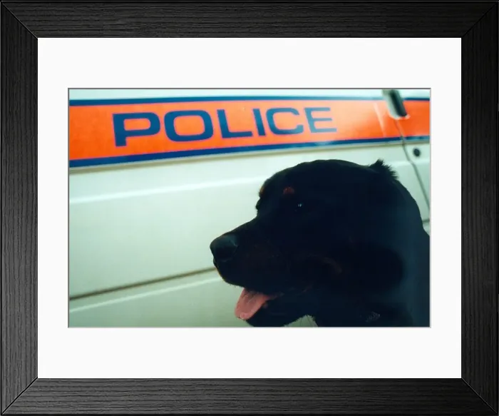 Framed Print : Newly trained police dog Ben, a 15 month old rottweiler Framed Print : Newly trained police dog Ben, a 15 month old rottweiler