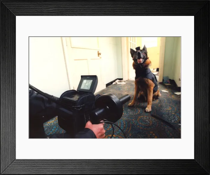 Framed Print : Hi-tech police dog Tex with a video camera attached to his head
