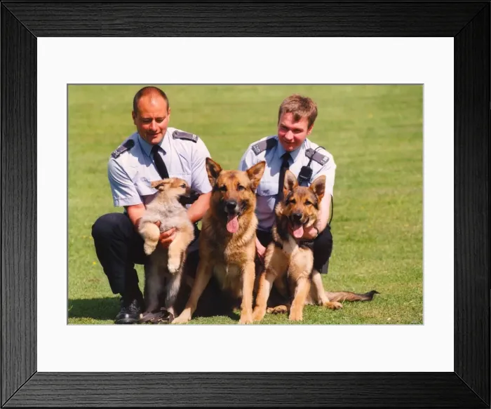 Framed Print : Police Officer Paul Dover (right) with puppy Asa and its police dog parents Framed Print : Police Officer Paul Dover (right) with puppy Asa and its police dog parents