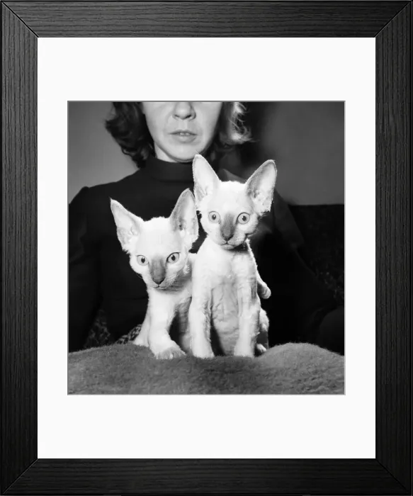 Framed Print : A new type of kitten has been born in Hoddesdon, Herts. The two ten week old Lilac Framed Print : A new type of kitten has been born in Hoddesdon, Herts. The two ten week old Lilac