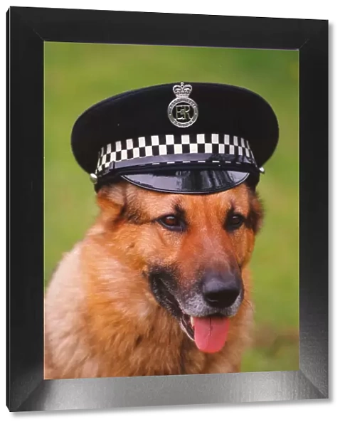 Top police dog Russ wearing his handlers hat
