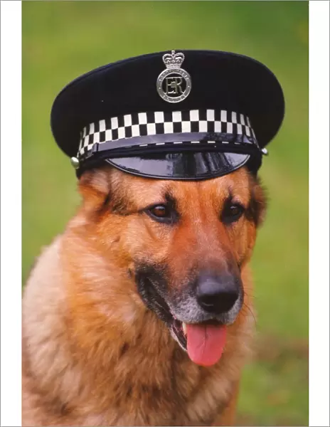 Top police dog Russ wearing his handlers hat