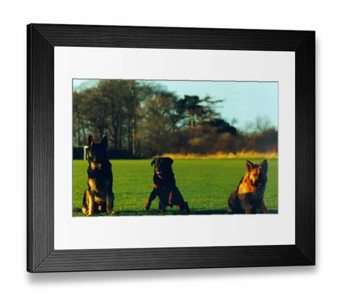 Framed Print : Newly trained police dog Ben, a 15 month old rottweiler poses with other new recruits Framed Print : Newly trained police dog Ben, a 15 month old rottweiler poses with other new recruits