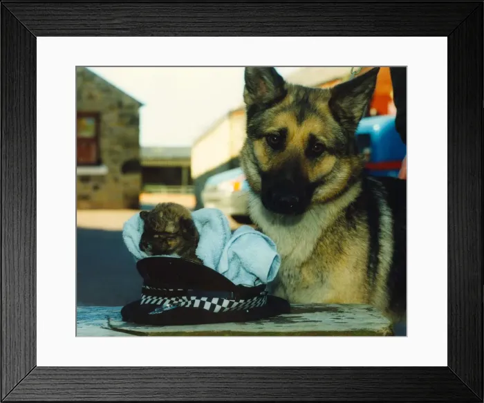 Framed Print : Police dog Amber is reunited with Biscuit the puppy