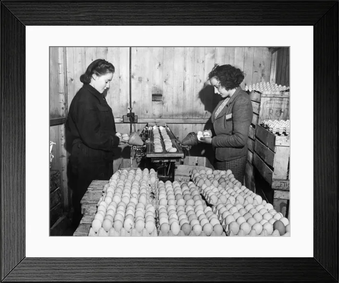 Framed Print : Sylvia Timson and Mona Swaly candling eggs to check whether they have gone off before Framed Print : Sylvia Timson and Mona Swaly candling eggs to check whether they have gone off before