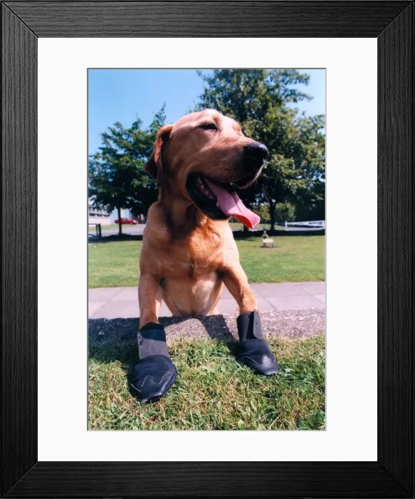 Framed Print : Police dog Bryson wearing the new armoured boots which are to be used in hazardous areas Framed Print : Police dog Bryson wearing the new armoured boots which are to be used in hazardous areas