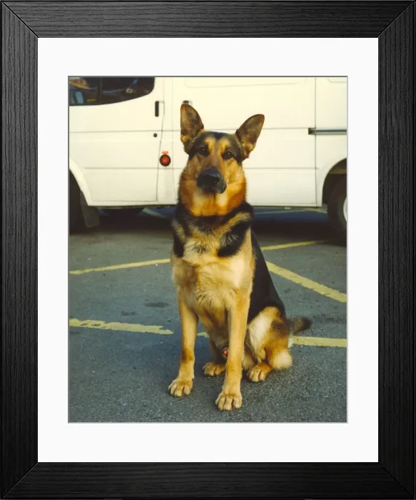 Framed Print : Chad the police dog enjoying life as a police dog at Jarrow Police Station Framed Print : Chad the police dog enjoying life as a police dog at Jarrow Police Station