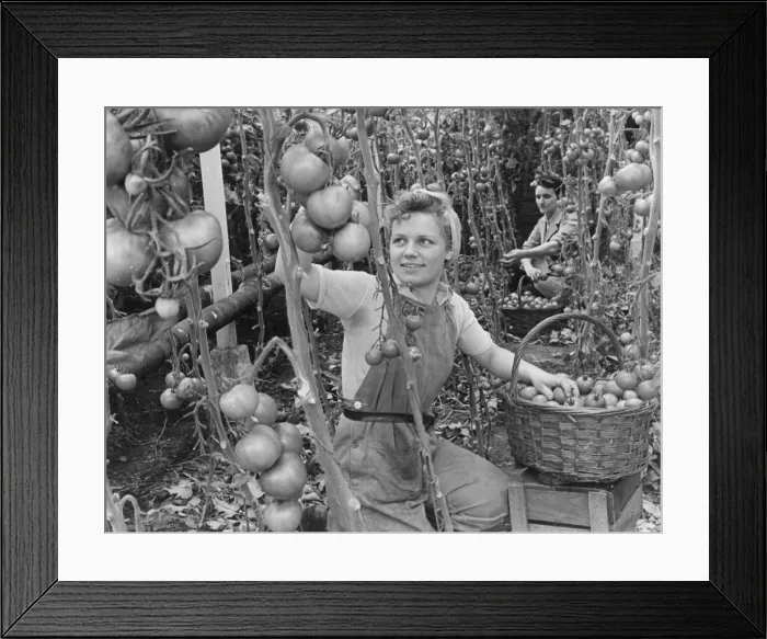 Framed Print : Landgirl Miss Betty McCarthy picking some large tomatoes from a greenhouse in Lea Valley Framed Print : Landgirl Miss Betty McCarthy picking some large tomatoes from a greenhouse in Lea Valley