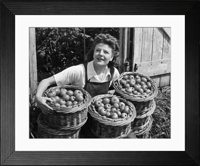 Framed Print : A woman on Austerity holiday give a hand in collecting the first tomato crop at North Framed Print : A woman on Austerity holiday give a hand in collecting the first tomato crop at North
