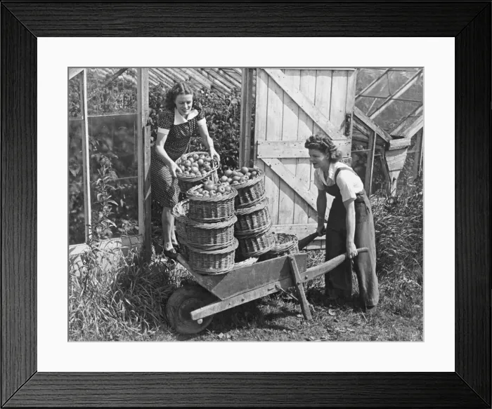 Framed Print : Land Army girls give a hand in collecting the first tomato crop at North Hubbard
