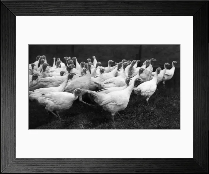 Framed Print : A number of the many thousands of turkeys which will be ending on the Christmas table Framed Print : A number of the many thousands of turkeys which will be ending on the Christmas table