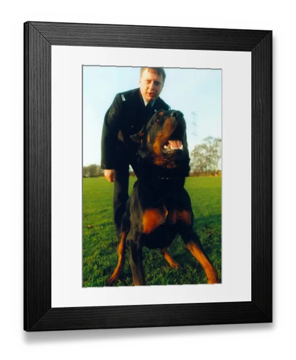 Framed Print : Newly trained police dog Ben, a 15 month old rottweiler with handler police officer Paul