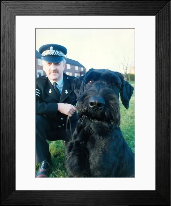 Framed Print : Police dog Kruger the Giant Schnauzer with his handler Paul Hedges