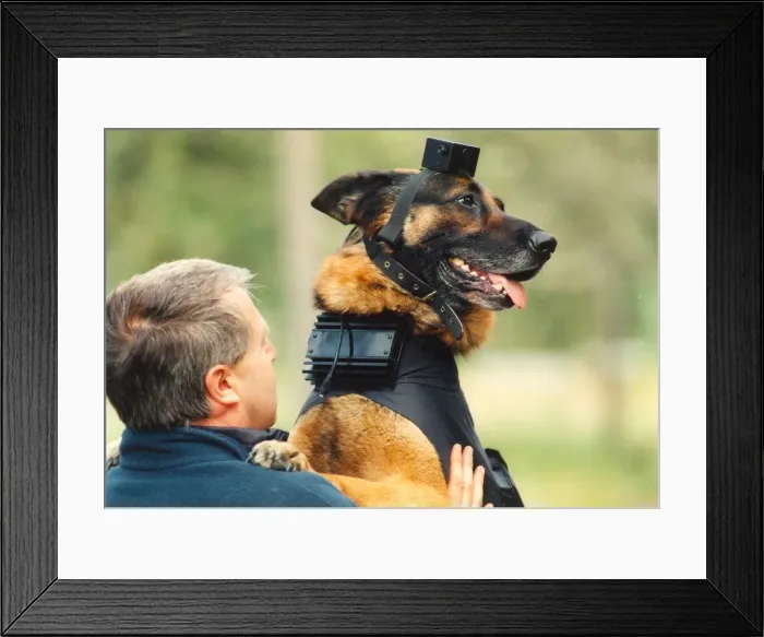 Framed Print : Hi-tech police dog Tex with a video camera attached to his head Framed Print : Hi-tech police dog Tex with a video camera attached to his head