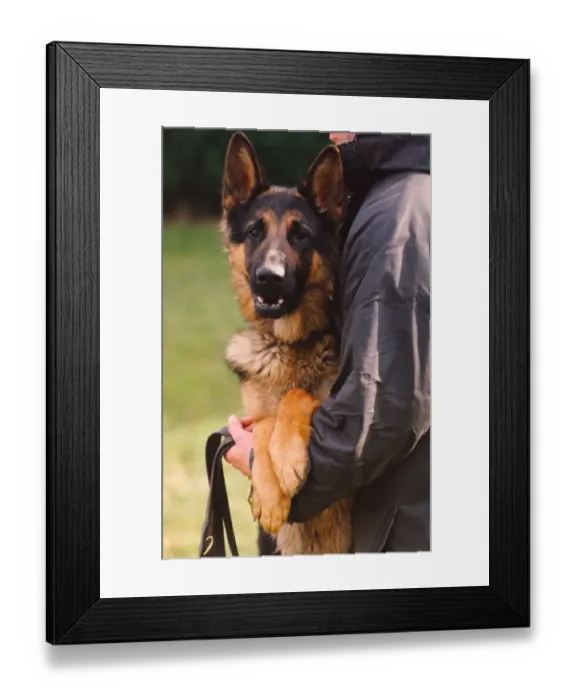 Framed Print : Rex the police dog enjoying the dog handling training school at Northumbria Police Framed Print : Rex the police dog enjoying the dog handling training school at Northumbria Police