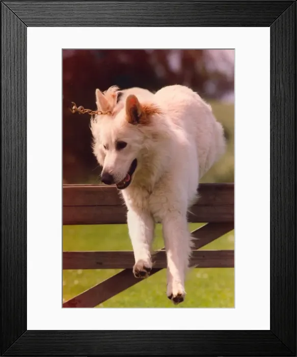 Framed Print : A white alsatian police dog enjoys exercise of jumping fences Framed Print : A white alsatian police dog enjoys exercise of jumping fences