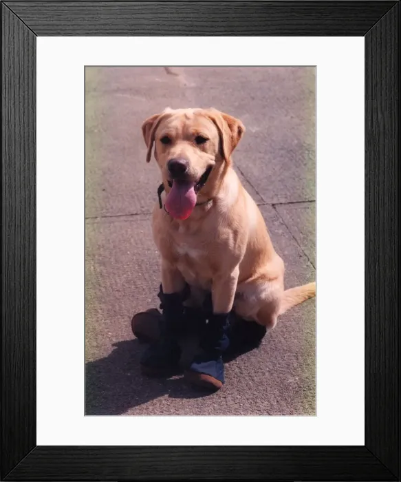 Framed Print : Phoenix the fire dog wearing his protective fire boots Framed Print : Phoenix the fire dog wearing his protective fire boots