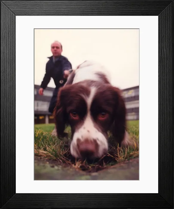 Framed Print : Zac the police dog enjoying the dog handling training school at Durham Police Framed Print : Zac the police dog enjoying the dog handling training school at Durham Police