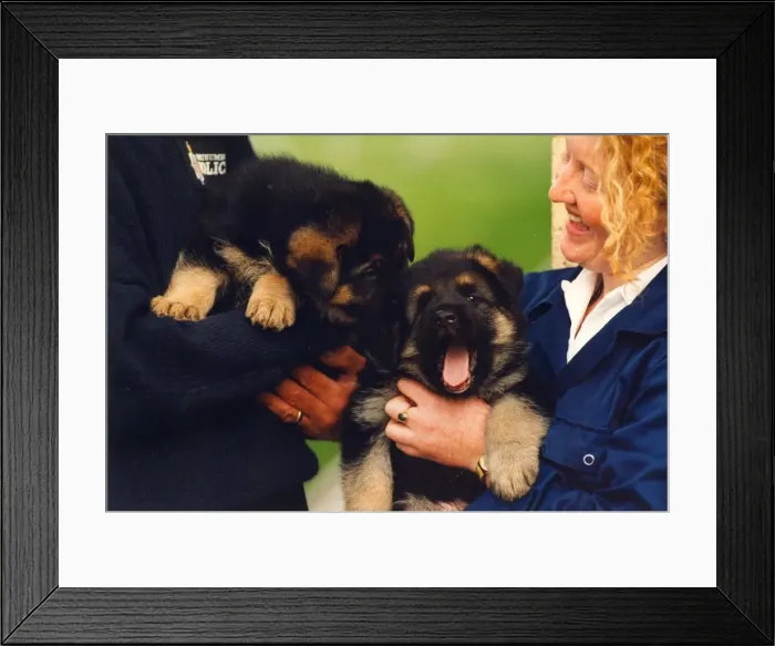 Framed Print : A playful pair of police dog puppies