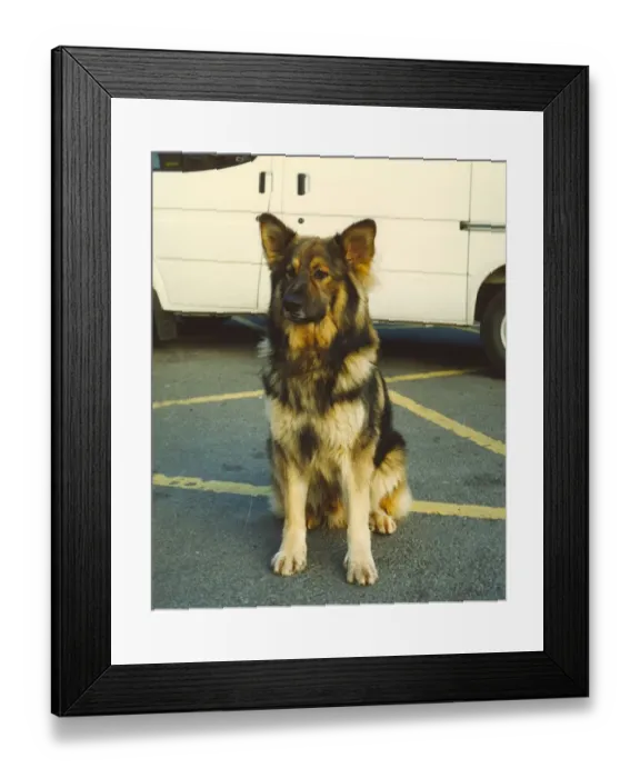 Framed Print : Wolf the police dog enjoying life as a police dog at Jarrow Police Station