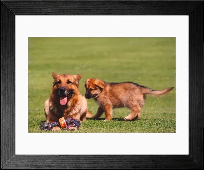 Framed Print : Police dog Russ playing with puppy Asa Framed Print : Police dog Russ playing with puppy Asa