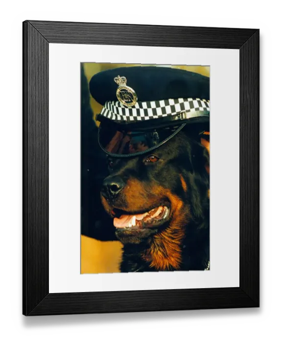 Framed Print : Newly trained police dog Ben, a 15 month old rottweiler